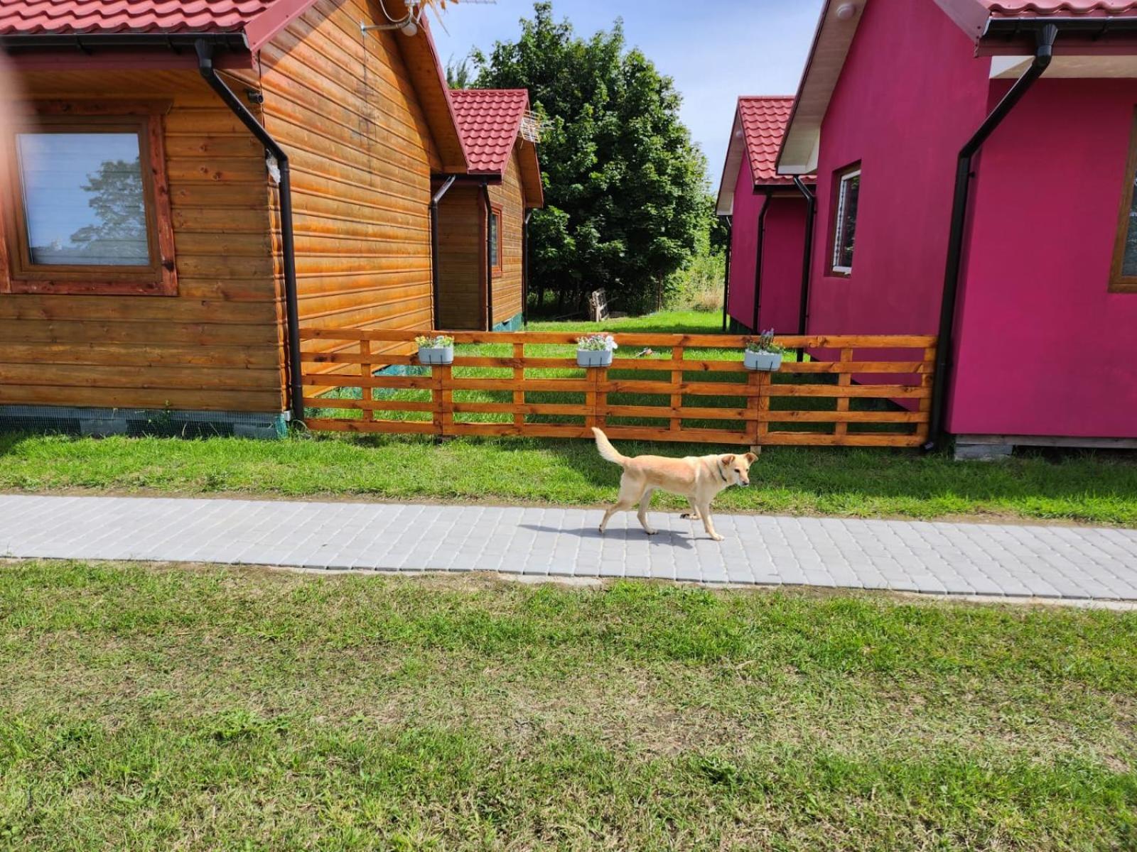 Domki Letniskowe U Zuni Chłopy Extérieur photo
